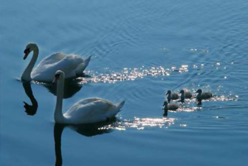tutela e rispetto del Lago Maggiore