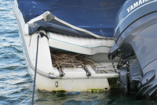 tutela e rispetto del Lago Maggiore