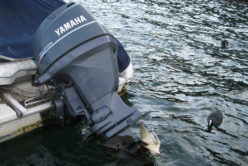 tutela e rispetto del Lago Maggiore