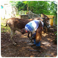 trekking con gli asinelli